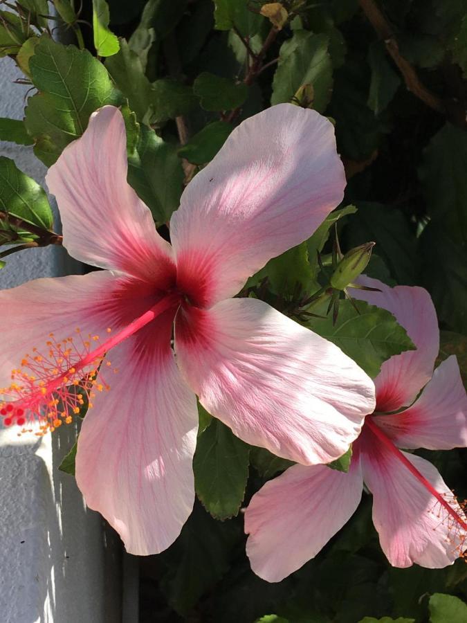 Casa Capricornio Bed & Breakfast Marbella Dış mekan fotoğraf